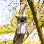 Tinyhouses - Domain 